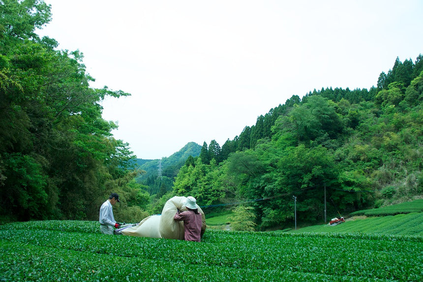 千代乃園 snowing mountain tea