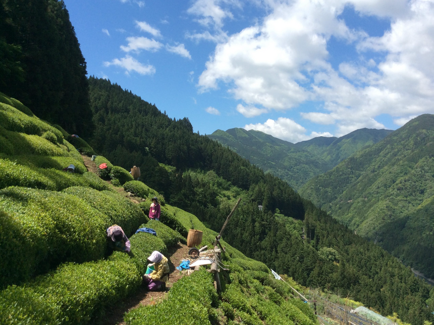 中井侍銘茶