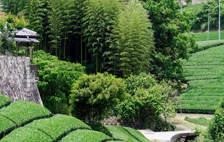 喜六茶園 Kirokuen Tea Farm